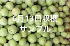 群馬県産 白加賀】青梅 3kg 農薬不使用 6/13収穫 - メルカリ