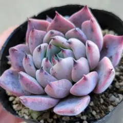 2026年最新】コロラータタパルパの人気アイテム - メルカリ