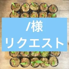 塩れもん様 リクエストページ - メルカリ