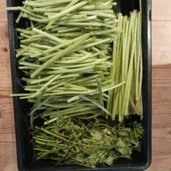 ワサビ茎約500g　2のサムネイル