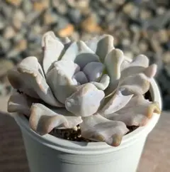 mamam*様 リクエスト 3点 まとめ商品