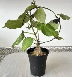 2025年最新】マテレア シクロフィラの人気アイテム - メルカリ