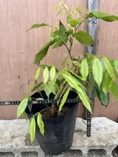 ライチ 玉荷包 取り木苗木 1株 - メルカリ