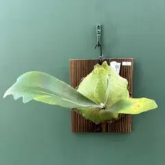 2025年最新】ss foongの人気アイテム - メルカリ