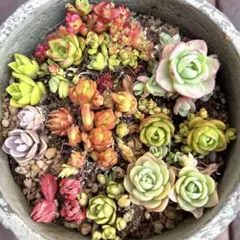 多肉植物 オロスタキス 9種類セット 抜き苗