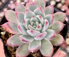 札付き♥️コロラータ✕シルキー✕リンゼアナ✨ 2025年最新】錦玉園 リンゼアナの人気アイテム - メルカリ