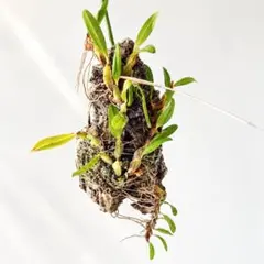 エピデンドラム ポリブルボン / 小型洋蘭 洋ラン 観葉植物 calm cafe エピデンドラム ポリブルボン 洋ラン 観葉植物 calm cafe - メルカリ