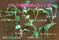 2026年最新】ポトスエンジョイの人気アイテム - メルカリ