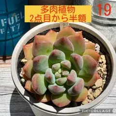 多肉植物<19 ダークエルフ　抜き苗