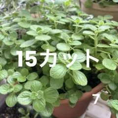7.アロマティカス 観葉植物 多肉植物 カット苗 15カット