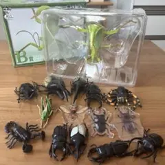 まとめ売り 昆虫飼育セット カブトムシ クワガタ 飼育 - メルカリ
