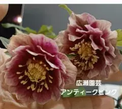 クリスマスローズ　sd.蜃気楼hyb ⑭ クリスマスローズ 蜃気楼 hyb 種子3粒 - メルカリ