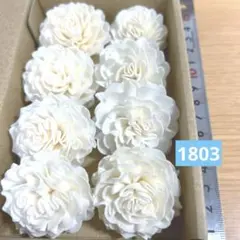 ソラフラワー　1803