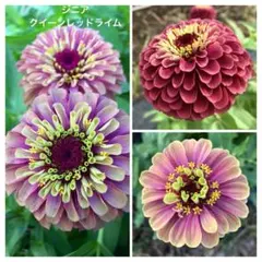 のりぴー様 リクエスト 2点 まとめ商品