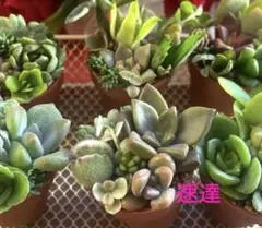 ご専用♡ 5個セット+おまけ差し替え用♡多肉植物♡寄せ植え♡そのまま飾れる♡