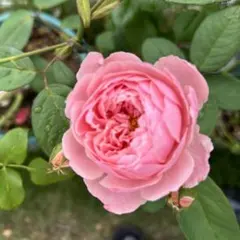 バラ苗 薔薇 さし木苗 中輪 強香 四季咲き 匿名発送 - メルカリ