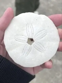 フタツアナスカシカシパン♡外国産♡ウニ殻♡標本 マメヨツアナカシパン | UNI CLUB