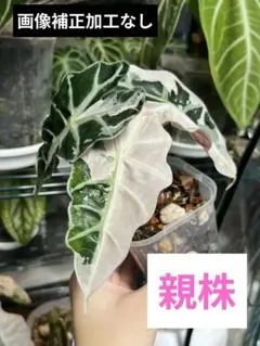 アロカシア アマゾニカ ピンク斑入り　芋⑦のサムネイル