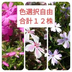 山野草 芝桜 色選択自由　合計１２株　No.21のサムネイル