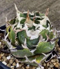 2026年最新】オテロイ 選抜の人気アイテム - メルカリ