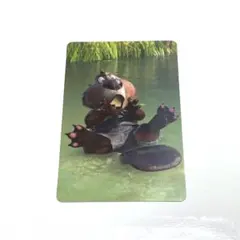 ズートピア ニブルス 予約特典プロマイド オーマイカフェ