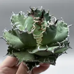 2025年最新】アガベフィリグリーの人気アイテム - メルカリ