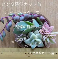 追加苗あり　にんじん様専用