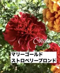 ❤️希少！マリーゴールドストロベリーブロンド 種１０粒➕ ５粒 【正規品】