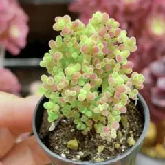 ドロサンテマム　蜜橘　抜き苗　5cm鉢　多肉植物のサムネイル