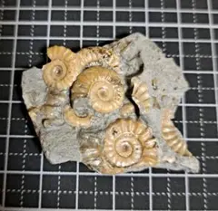 三葉虫の化石 美麗 Calymene celebra USA産 本物保証 - メルカリ
