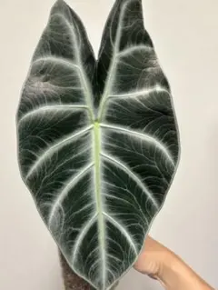 maripu..様 リクエスト 2点 まとめ商品