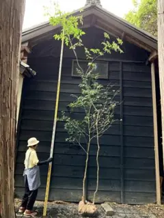 2025年最新】イロハモミジ 山採りの人気アイテム - メルカリ