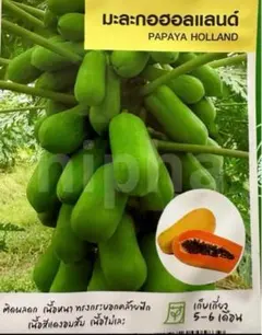 パパイヤ 苗 ハワイオウロ 果樹植物 パパイア 果物・フルーツ・沖縄