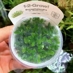 ブセファンドラ pygmaea var marble 6株まとめ袋 組織培養苗 ブセファンドラ pygmaea var marble 6株まとめ袋 組織培養苗