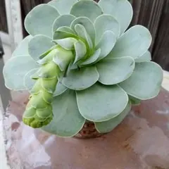 グリーノビア　花芽子株付きのサムネイル