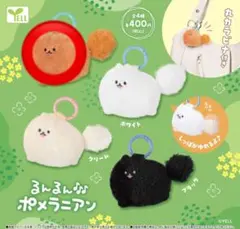 るんるん♪ポメラニアン ブラウン②