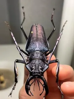 103mm】Xixuthrus isyuniarkoi スジバネカミキリ 標本 - メルカリ