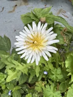 ノーアウト満塁様　専用