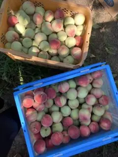 ⑨⑩2箱【あまとう2号】山梨県産 桃 - メルカリ