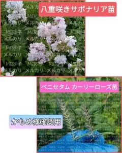 ananas様確認用 ペニセタム カーリーローズ苗 ネコポス予定 - メルカリ