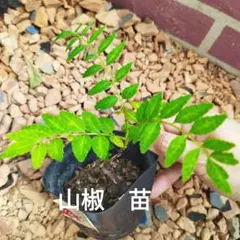 山椒　サンショウ　苗　実生 トゲあり　ハーブのサムネイル