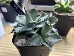 2025年最新】イシスメンシス ハイブリッドの人気アイテム - メルカリ