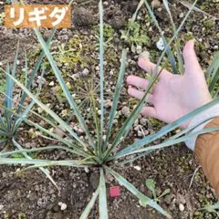 グリーンファクトリー様 リクエスト 2点 まとめ商品