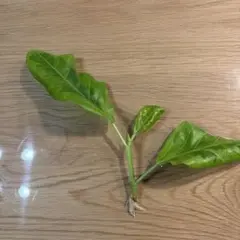 フィカス ウンベラータ フィカス・ベンガレンシス　根付き　観葉植物　水のサムネイル