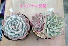 多肉植物　エケベリアセット　オリジナル交配　抜き苗