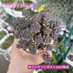 桜のしずく 3カット(2〜3cm)多肉 カット苗