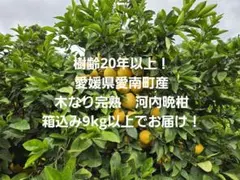 樹齢20年以上！愛媛県愛南町産　木なり完熟河内晩柑　箱込9kg以上でお届け！のサムネイル