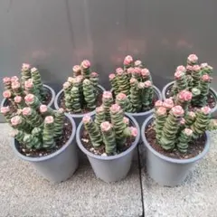 まんまる様 リクエスト 2点 まとめ商品