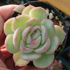 シェリオン様 リクエスト 3点 まとめ商品