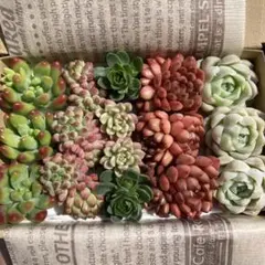 多肉植物　6種類　カット苗　抜き苗　詰め合わせ